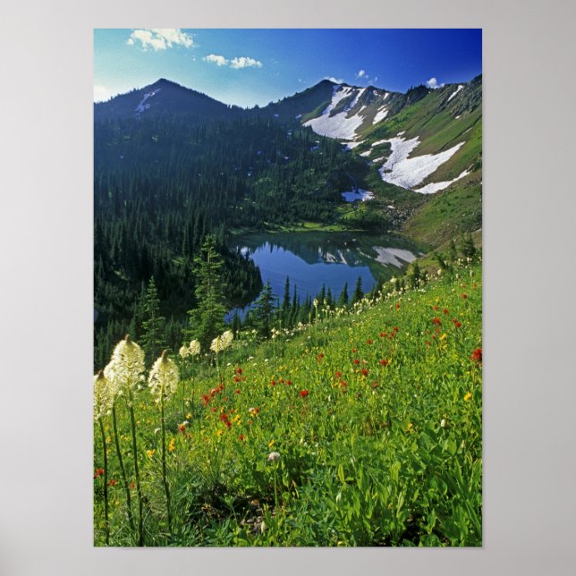 Póster Flores silvestres alpinas en Jewel Basin en la (Frente)
