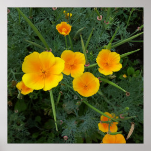 Póster flores silvestres amarillas