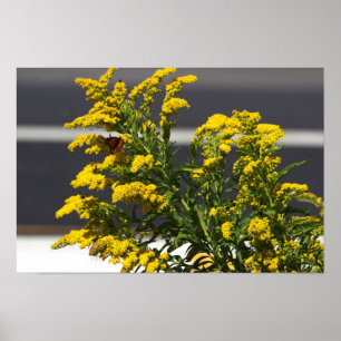 Póster Flores silvestres amarillas con Poster de mariposa