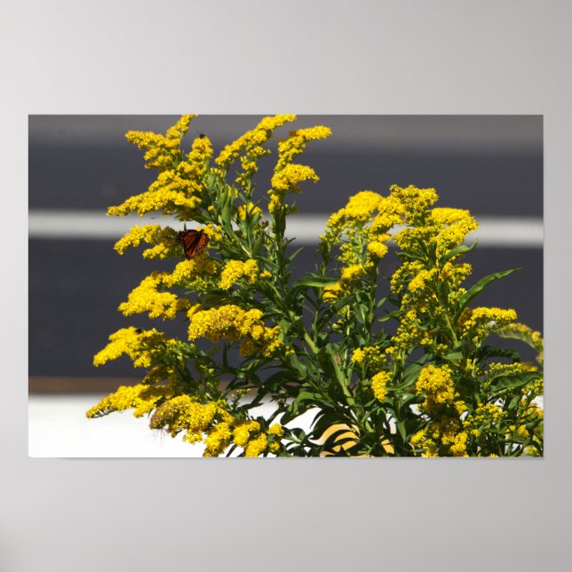 Póster Flores silvestres amarillas con Poster de mariposa (Frente)