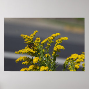 Póster Flores silvestres amarillas con Poster de mariposa