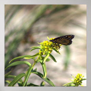 Póster Flores silvestres amarillas con Poster de mariposa