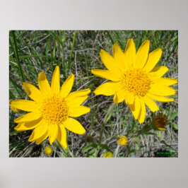 Póster Flores silvestres amarillas F15 Sneezeweed