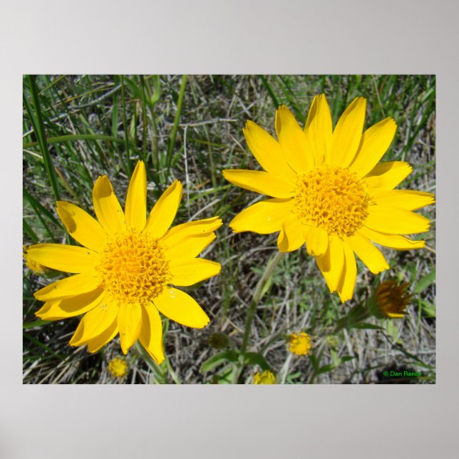 Póster Flores silvestres amarillas F15 Sneezeweed (Frente)