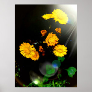 Póster Flores silvestres bajo el sol