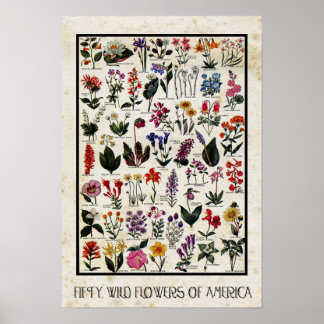 Póster Flores silvestres botánicas de América Floral anti