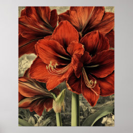 Póster flores silvestres de amarilis rojas