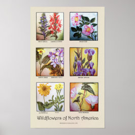 Póster Flores silvestres de América del Norte [A]