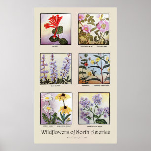 Póster Flores silvestres de América del Norte [B]