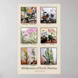Póster Flores silvestres de América del Norte [C]