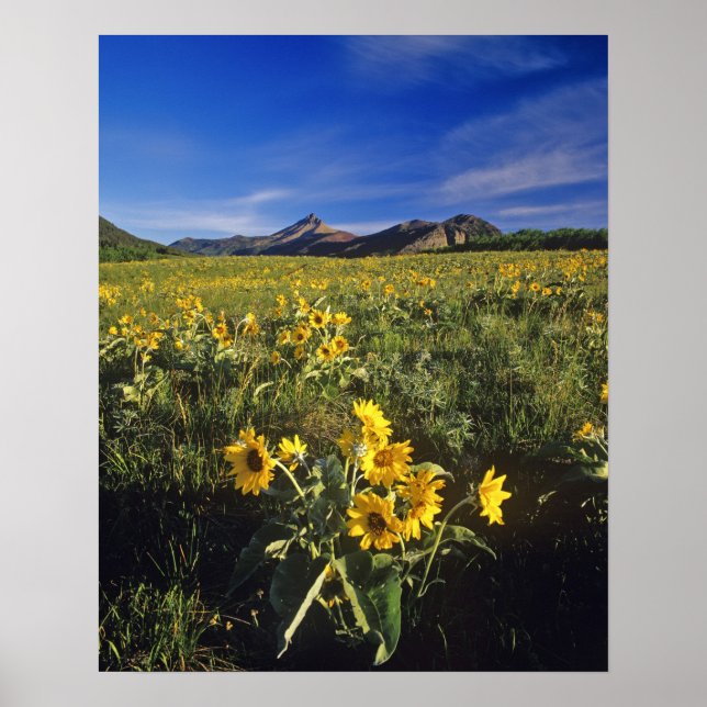 Póster Flores silvestres de balsomroot de hoja de flecha  (Frente)