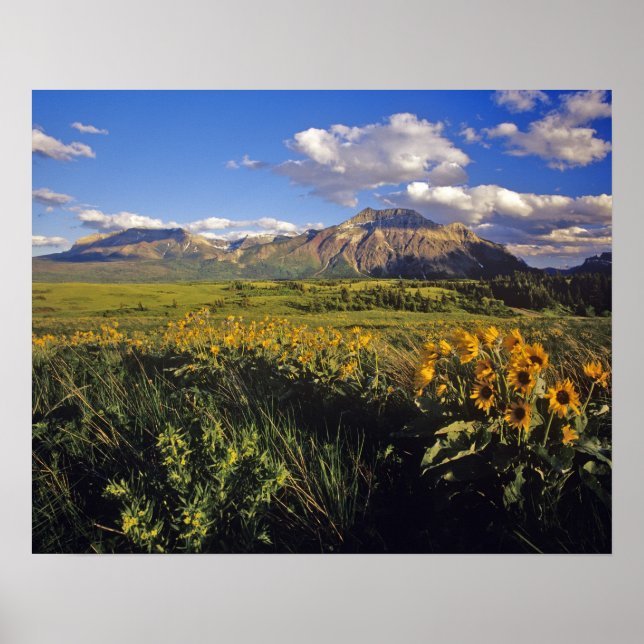 Póster Flores silvestres de balsomroot de hoja de flecha  (Frente)
