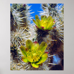 Póster Flores silvestres de Cholla plateada
