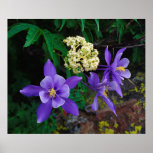 Póster Flores silvestres de columbina mutante