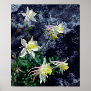 Póster Flores silvestres de Columbine en las Sierras