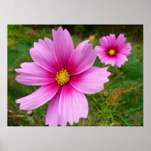 Póster Flores silvestres de cosmos rosa