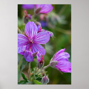 Póster Flores silvestres de geranio pegajoso