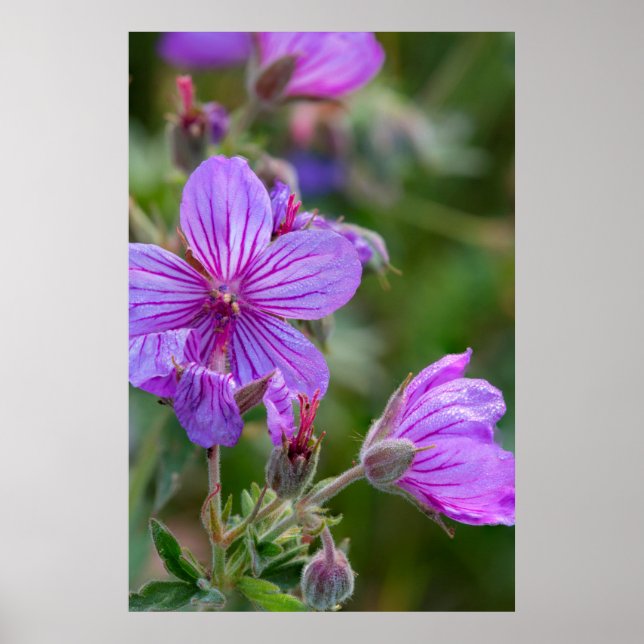 Póster Flores silvestres de geranio pegajoso (Frente)