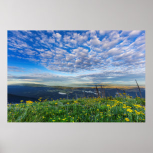 Póster Flores silvestres de Groundsel en la cordillera de