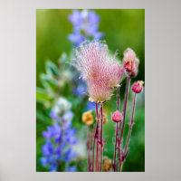 Flores silvestres de humo de pradera en arboleda d