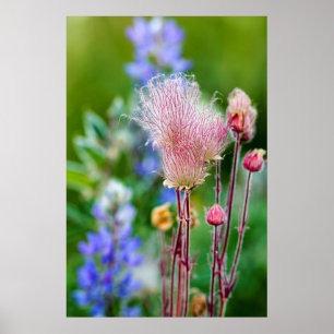 Póster Flores silvestres de humo de pradera en arboleda d