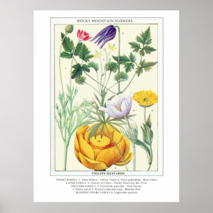 Póster Flores silvestres de la montaña rocosa de la añada