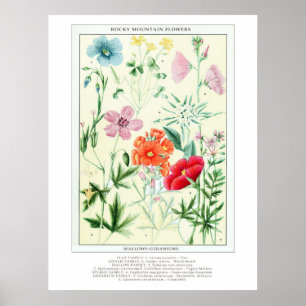 Póster Flores silvestres de la montaña rocosa de la añada