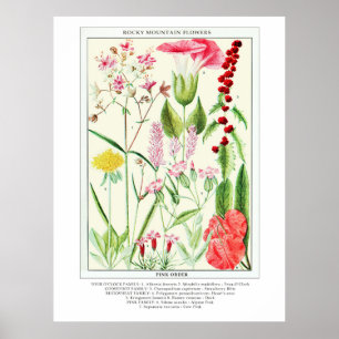 Póster Flores silvestres de la montaña rocosa de la añada