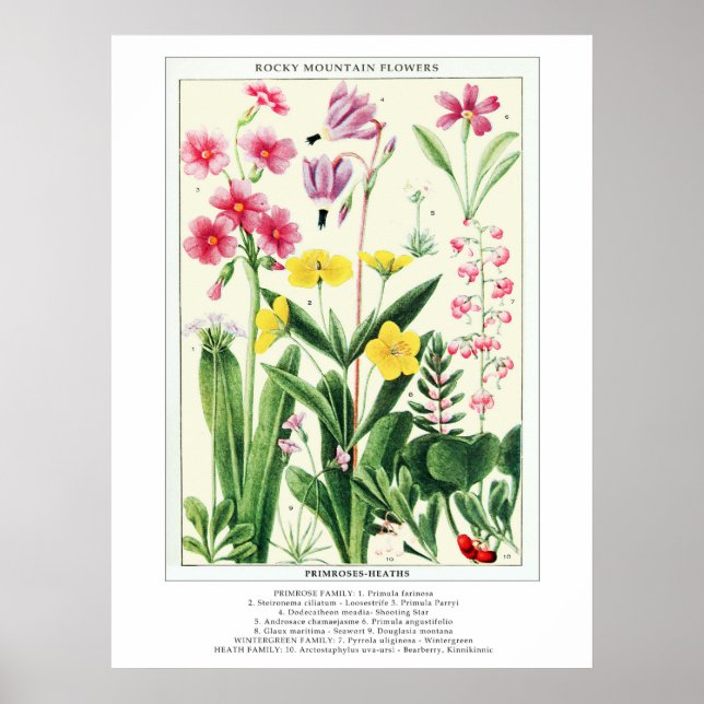 Póster Flores silvestres de la montaña rocosa de la añada (Frente)