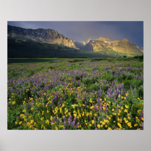 Póster Flores silvestres de la pradera llenan la pradera