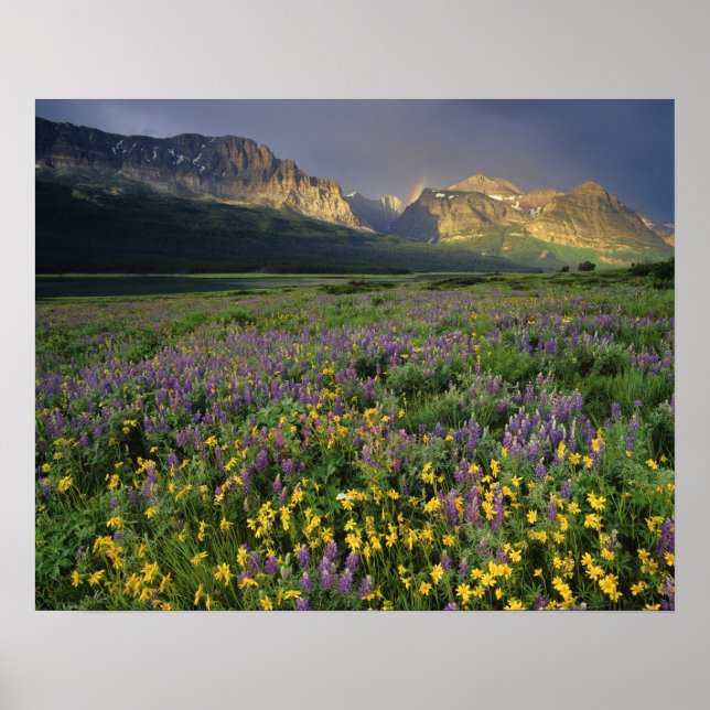 Póster Flores silvestres de la pradera llenan la pradera  (Frente)