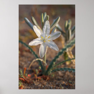 Póster Flores silvestres de lirio del desierto