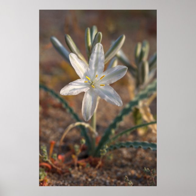Póster Flores silvestres de lirio del desierto (Frente)