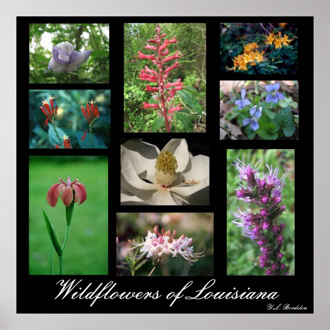 Póster Flores silvestres de Luisiana (Frente)