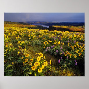 Póster Flores silvestres de primavera en abundancia en el