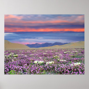 Póster Flores silvestres de Sand Verbena y Dune Primrose