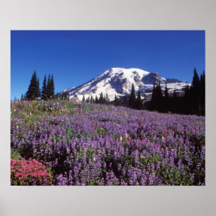 Póster flores silvestres de verano al pie del Monte Raini
