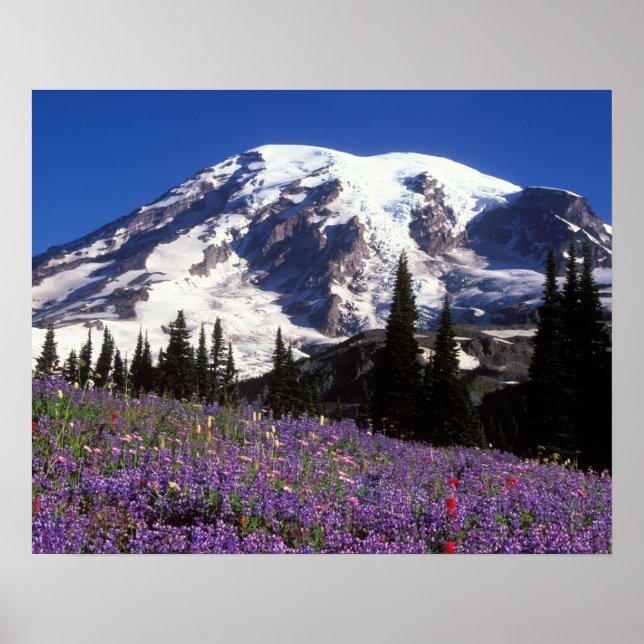 Póster flores silvestres de verano al pie del Monte Raini (Frente)
