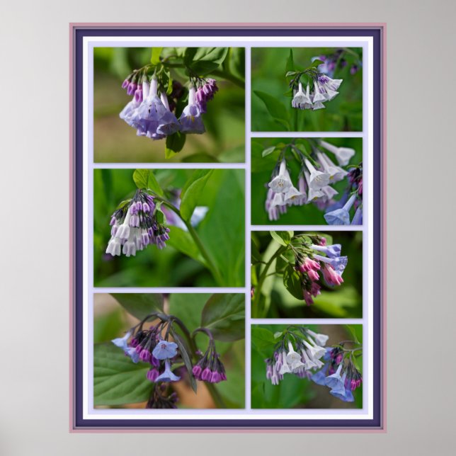 Póster Flores silvestres de Virginia Bluebells (Frente)