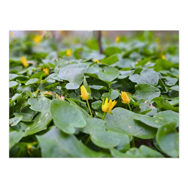 Póster Flores Silvestres del Bosque – Fotografía Botánica (Anverso)