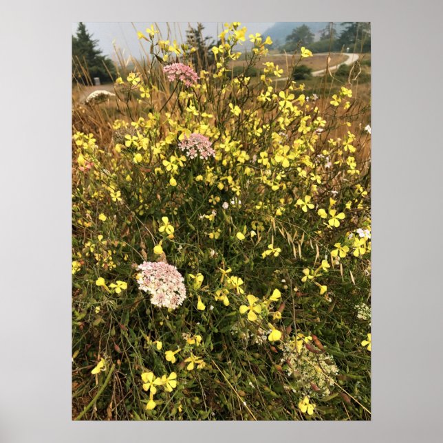 Póster Flores silvestres en Cabo Blanco, Costa de Oregón (Frente)