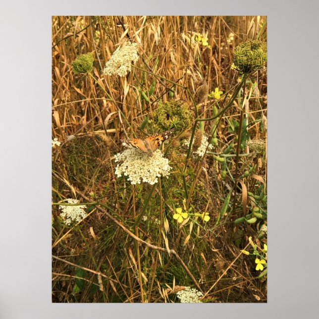 Póster Flores silvestres en Cabo Blanco, Costa de Oregón (Frente)