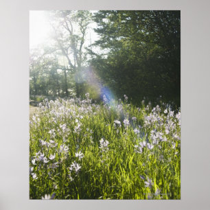 Póster Flores silvestres en el campo