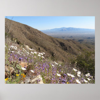 Póster Flores silvestres en el Parque Nacional Saguaro I