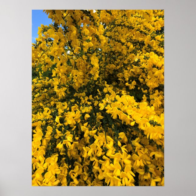Póster Flores silvestres en el sendero, Oregón (Frente)