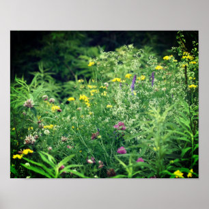 Póster Flores Silvestres En Flor De Campo 2