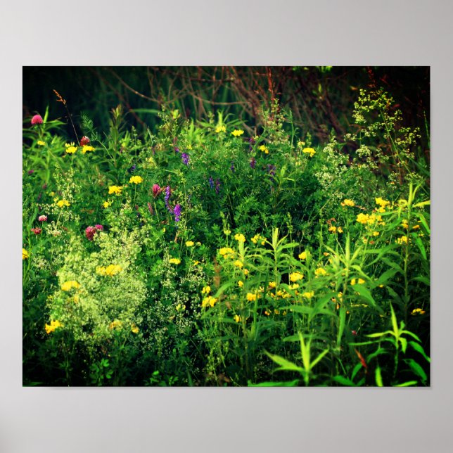 Póster Flores Silvestres En Flora De Campo (Frente)