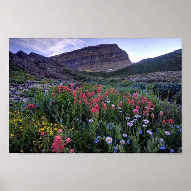 Póster Flores silvestres en High Mountain Meadow - Utah (Frente)