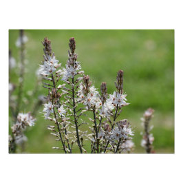 Póster Flores silvestres en Paphos, Chipre