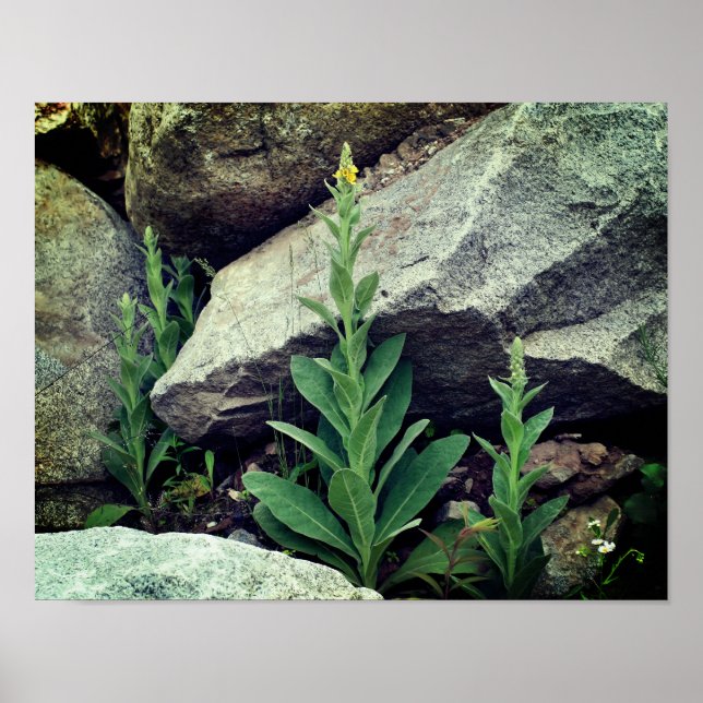 Póster Flores silvestres entre rocas (Frente)